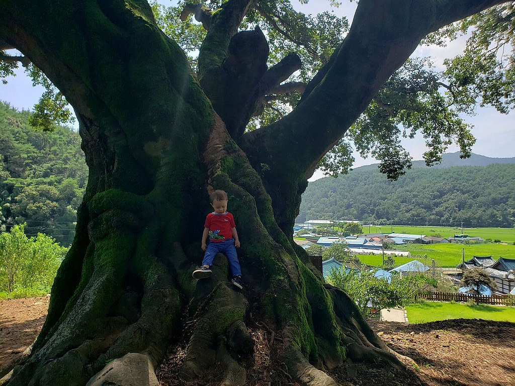 Old trees featured