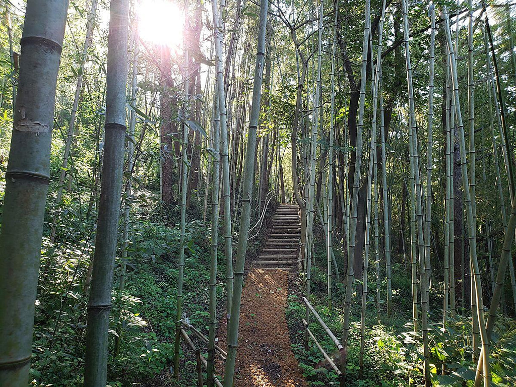 Healing bamboo featured