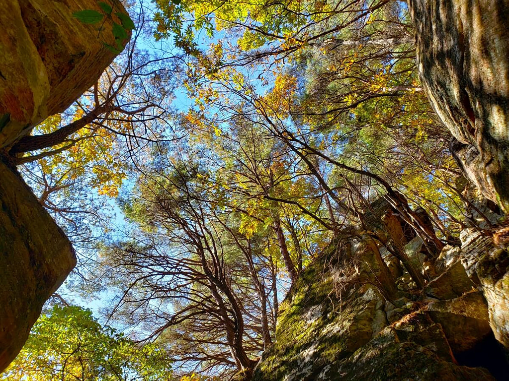 Autumn trees growing over a rocky area