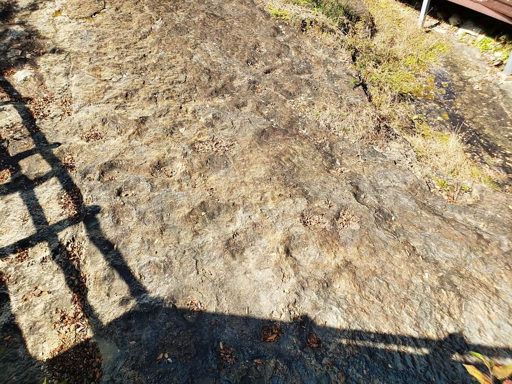 Dinosaur footprints in hornfels rock