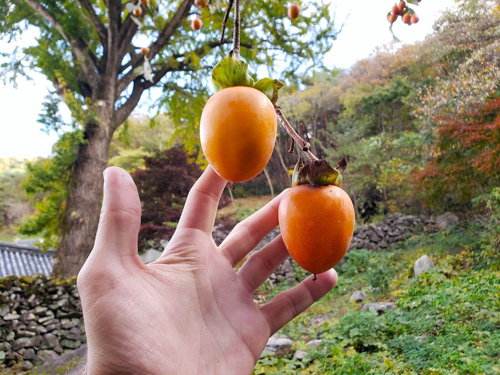 Hongshi persimmon fruits dangling on a tree