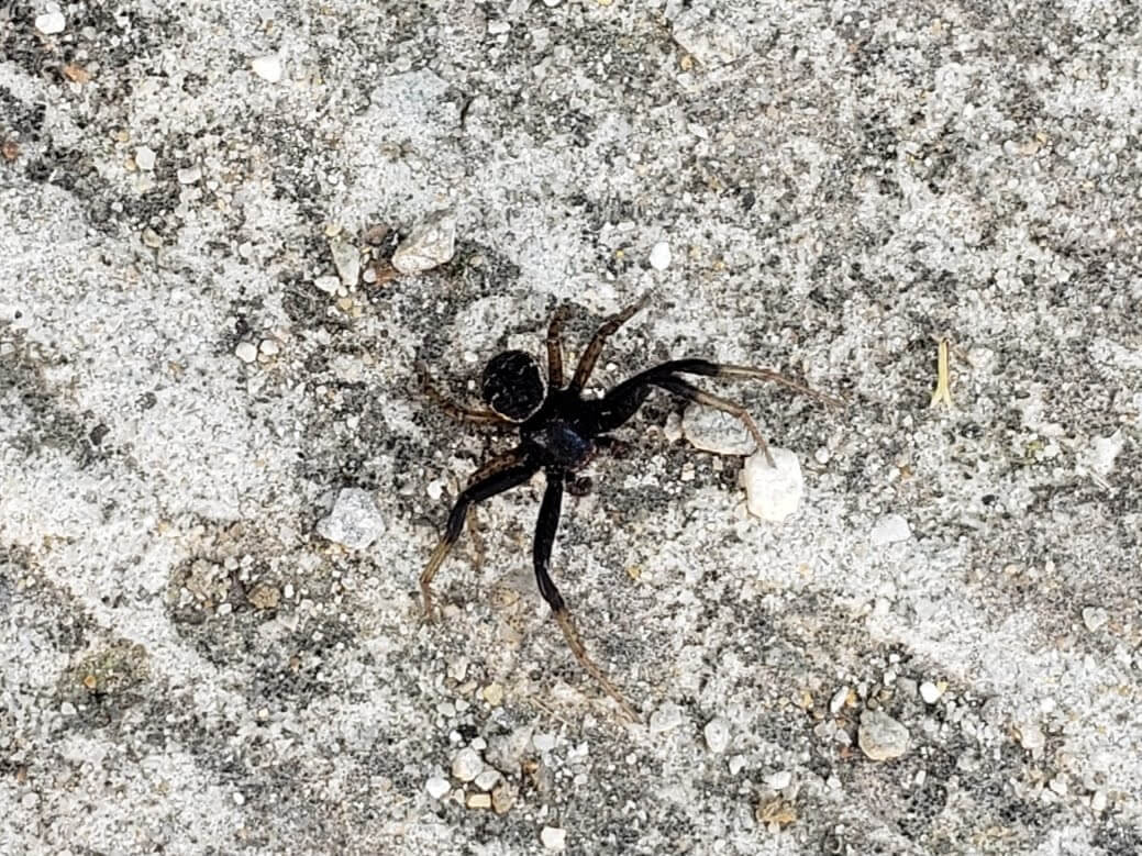 A black spider on the sidewalk