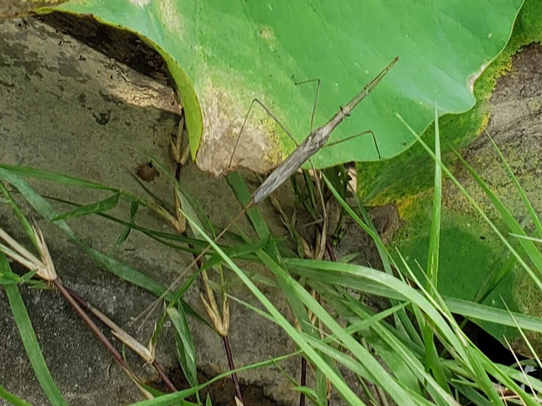 A long crane fly on a lotus plant in Korea