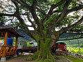 150 year old tree with mossy tunk