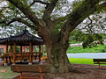 A 420 year old tree next to a gazebo with some green moss on the tree trunk