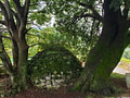 A mossy dome of rocks between two old trees