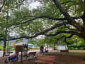 Long branches of a 200 year old tree stretching over benches and sidewalk towards the street
