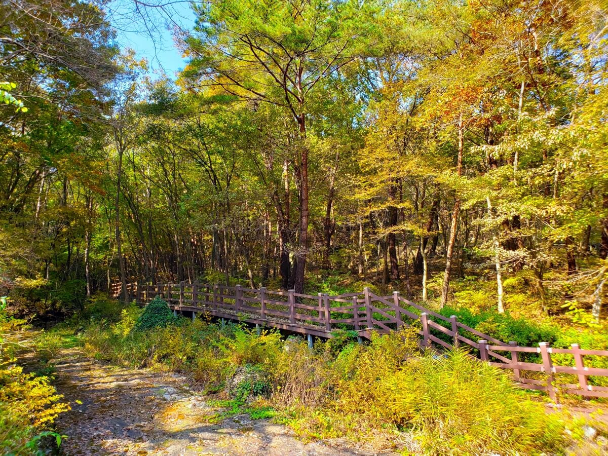 A walkway along the dinosaur footprint area into a forest