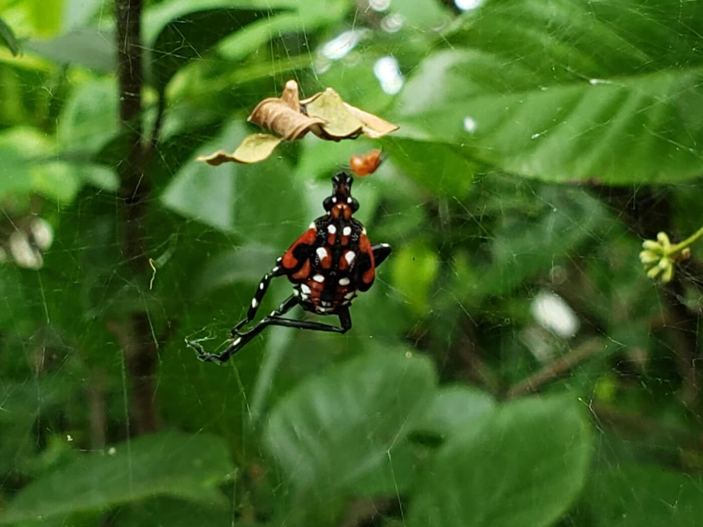 A black and red spider