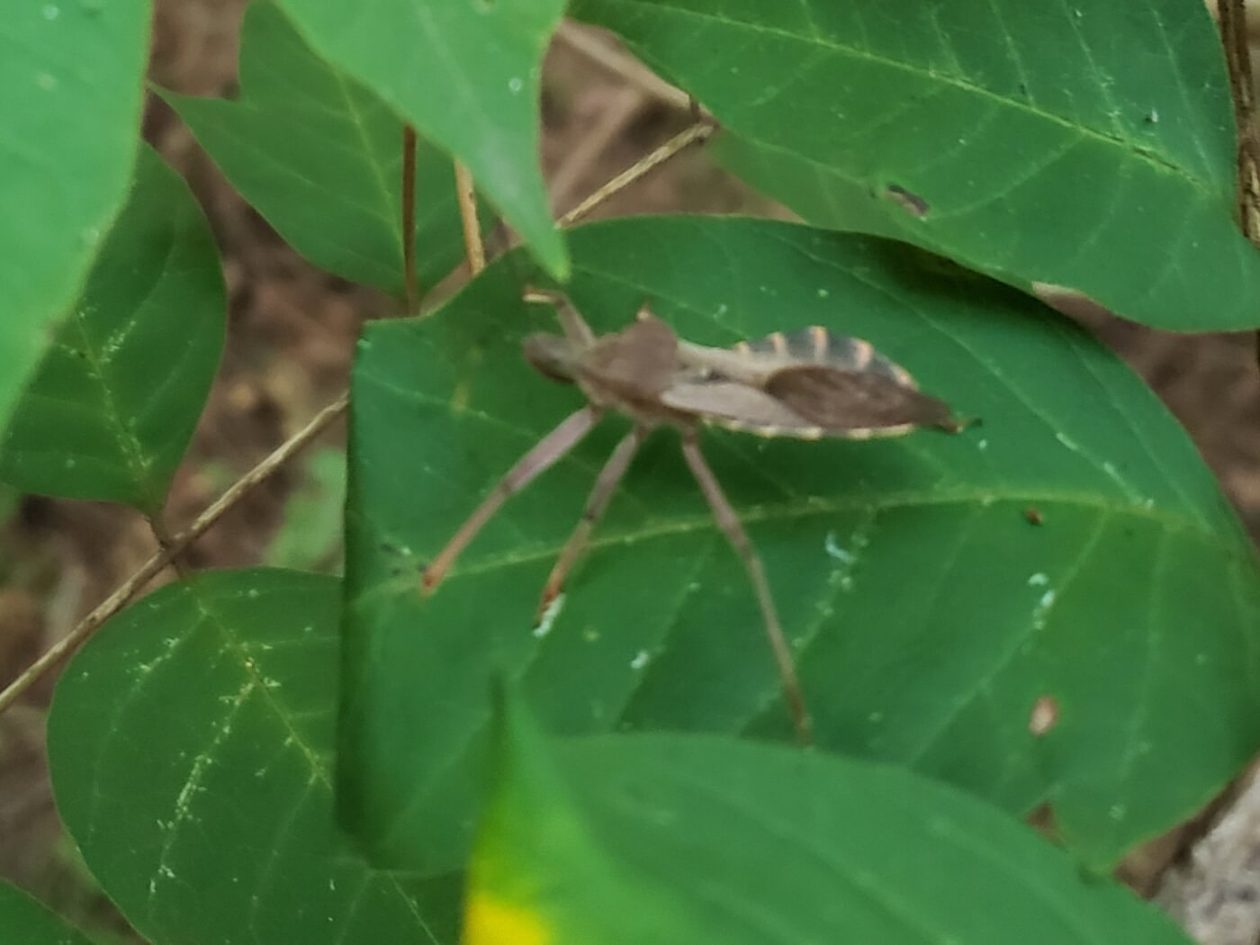 A bug on a green leaf