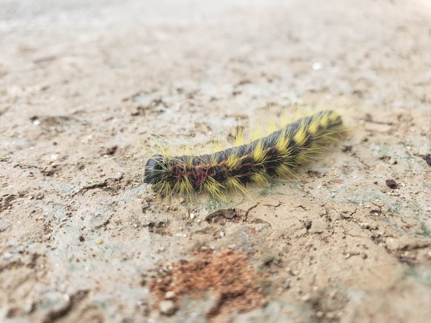 A caterpillar with yellow hair