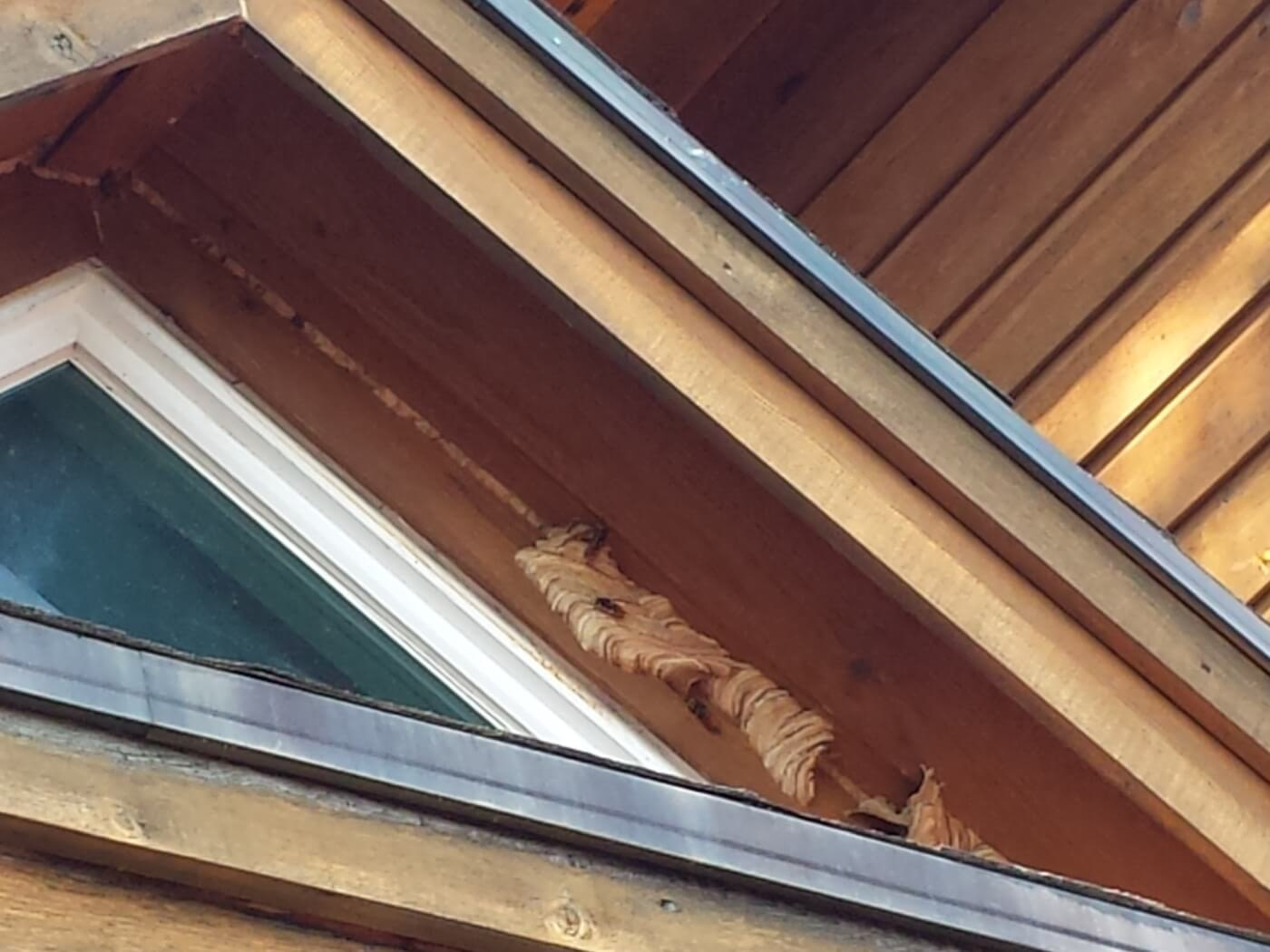 A small Asian murder hornet nest under the roof of a house in Korea