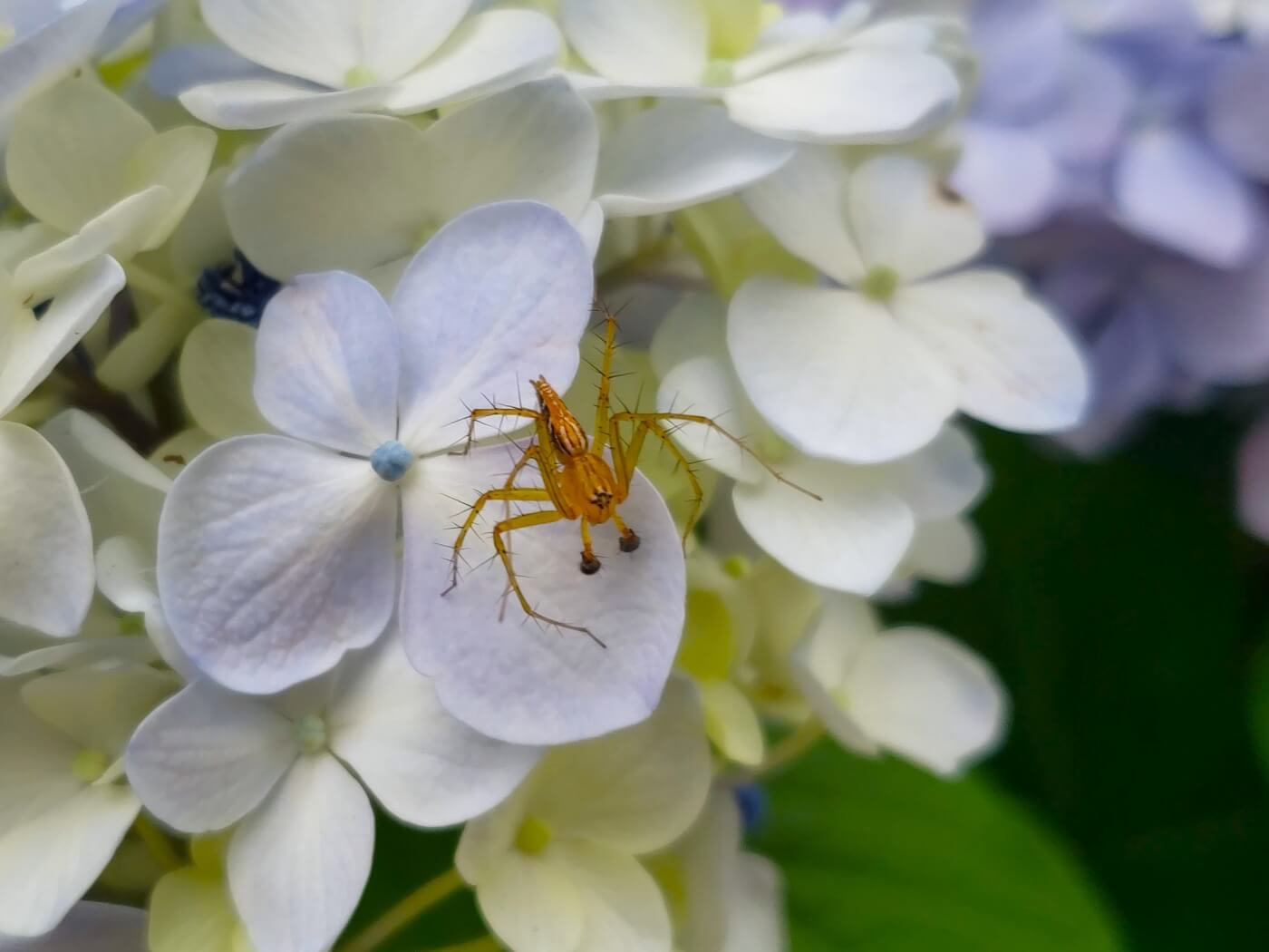 Spider on a light blue hydrangea flower