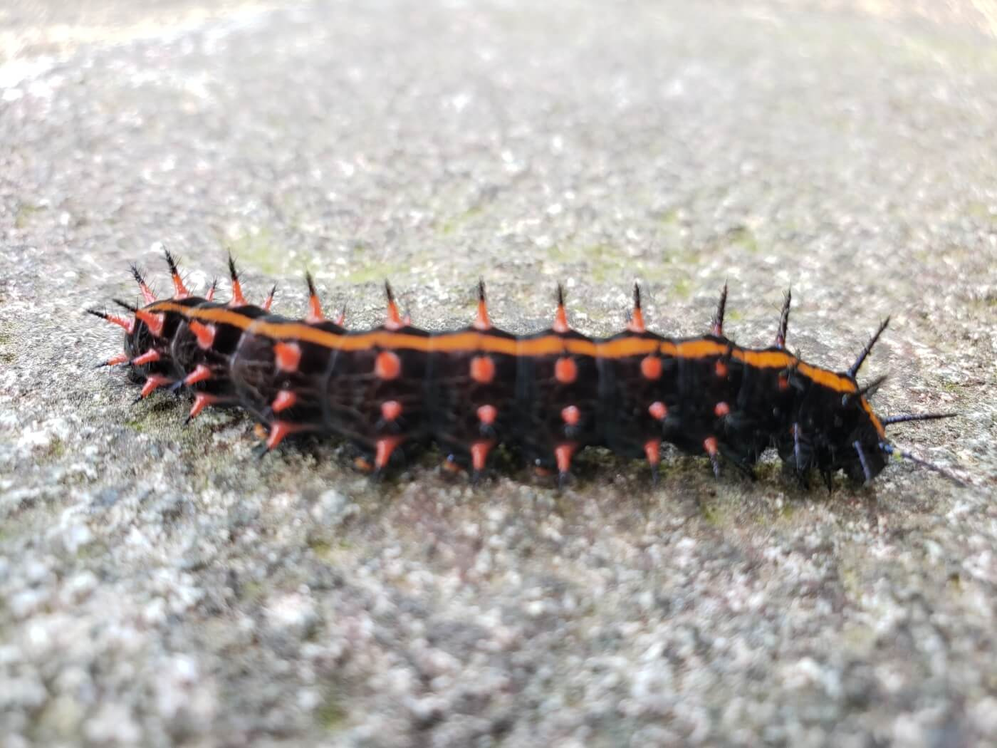 A spiky black caterpillar with an orange stripe