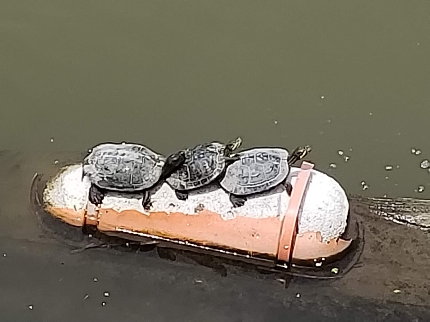 Three turtles on a buoy in the water
