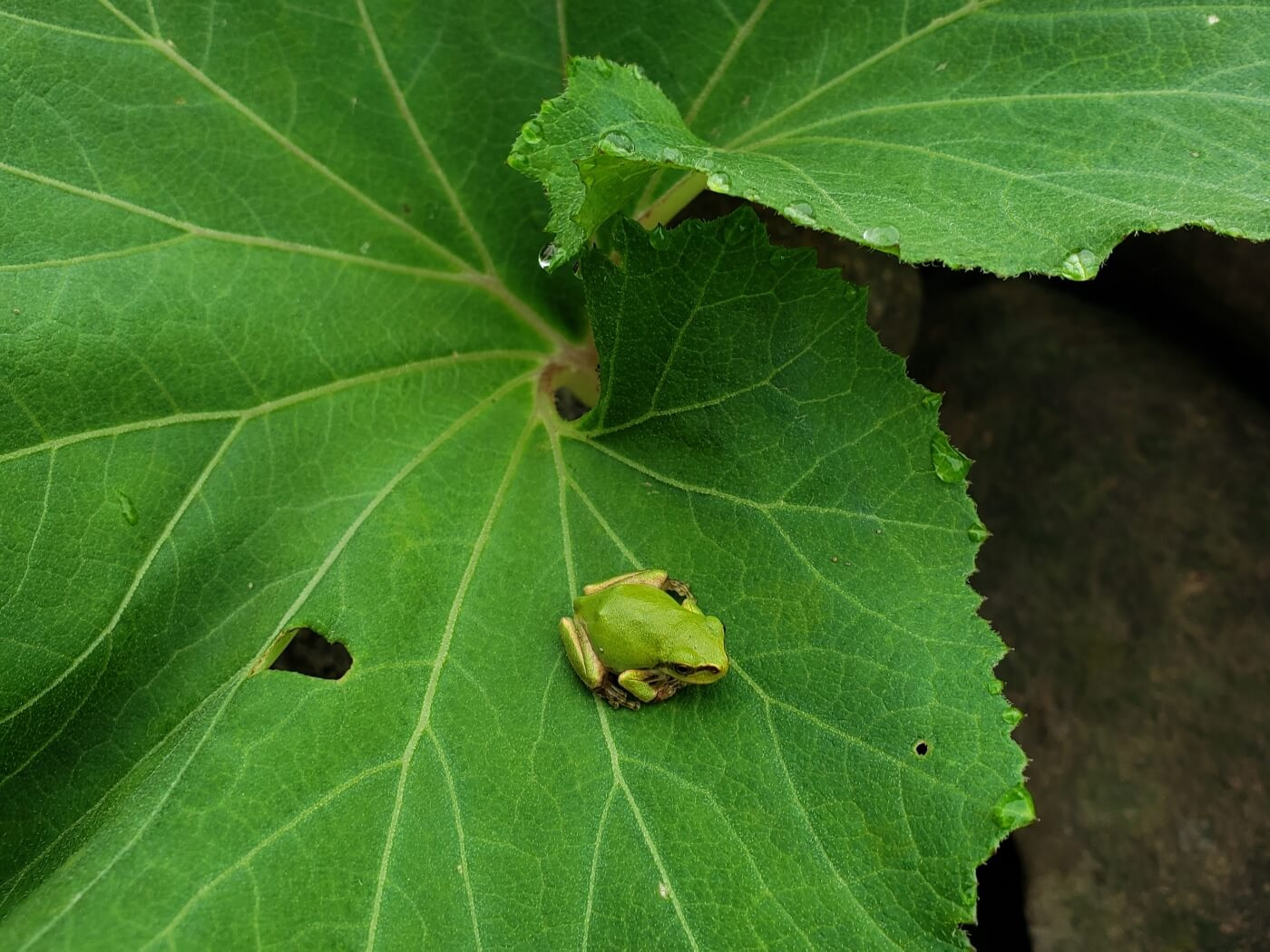 A tiny green frog on a leaf