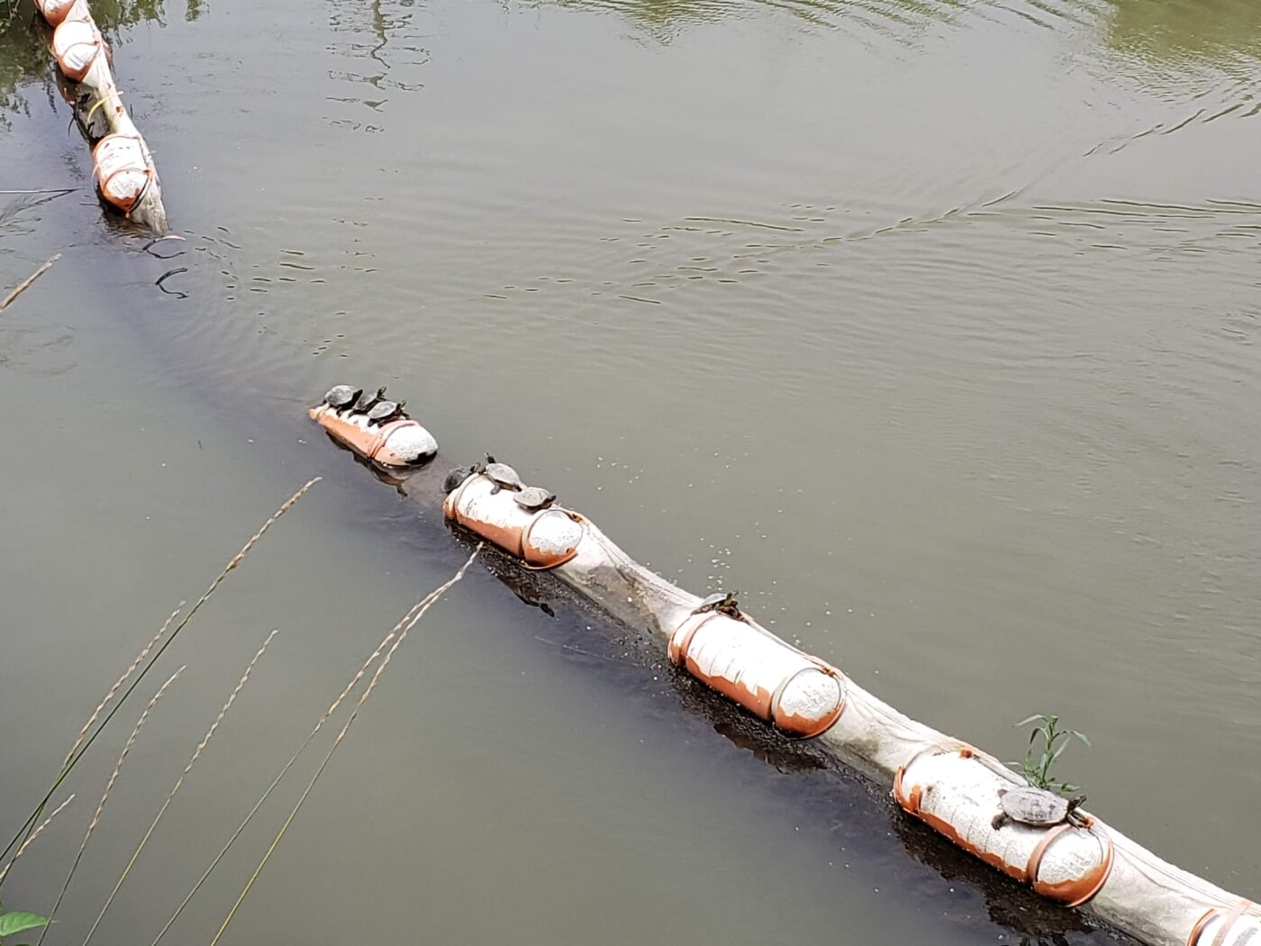 Turtles sitting in a row