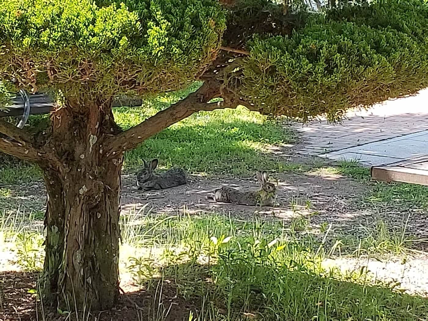 Two rabbits laying down in the shade