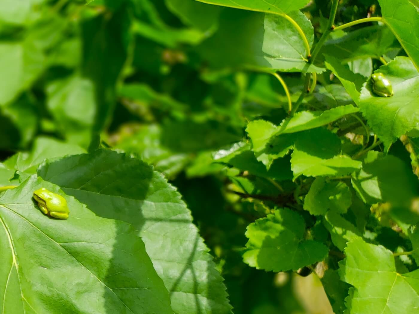 Two small frogs on leaves