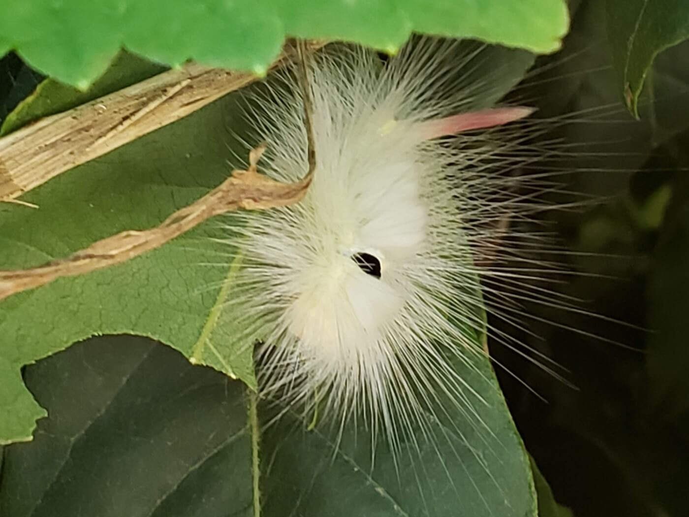 A white caterpillar with long hair