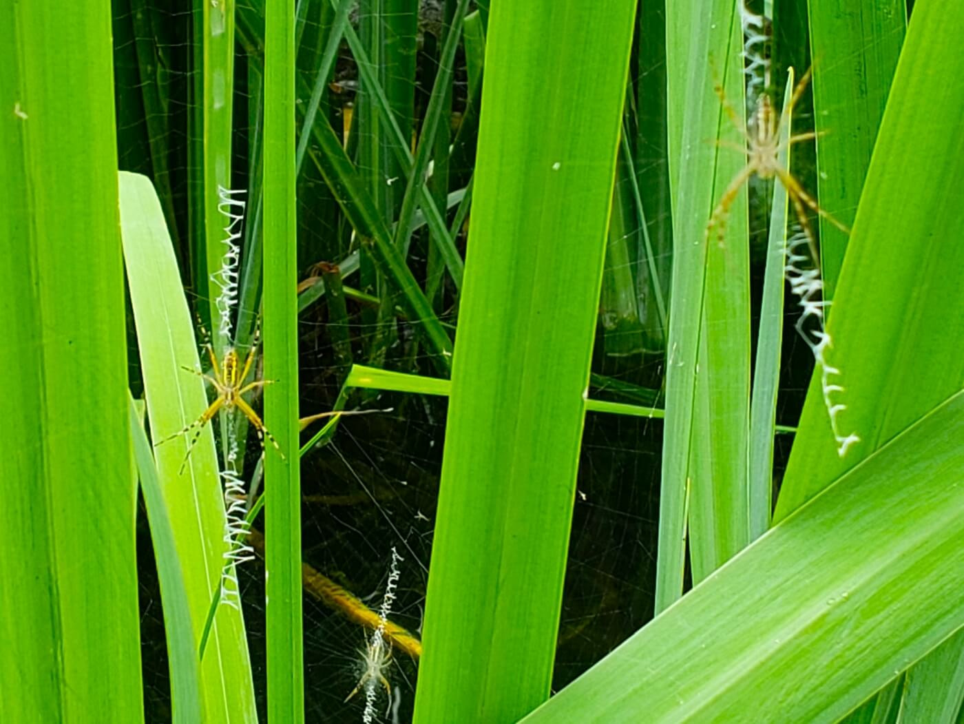 Three orb-web spiders with zigzag webs