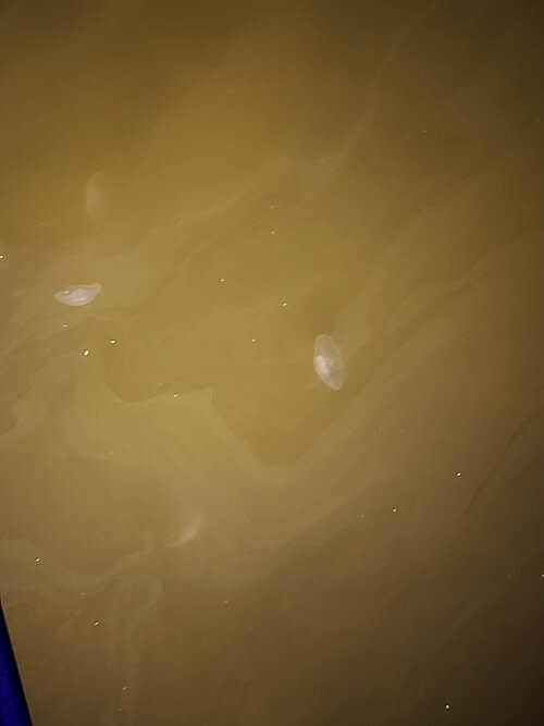 A few jellyfish swimming in the water at night