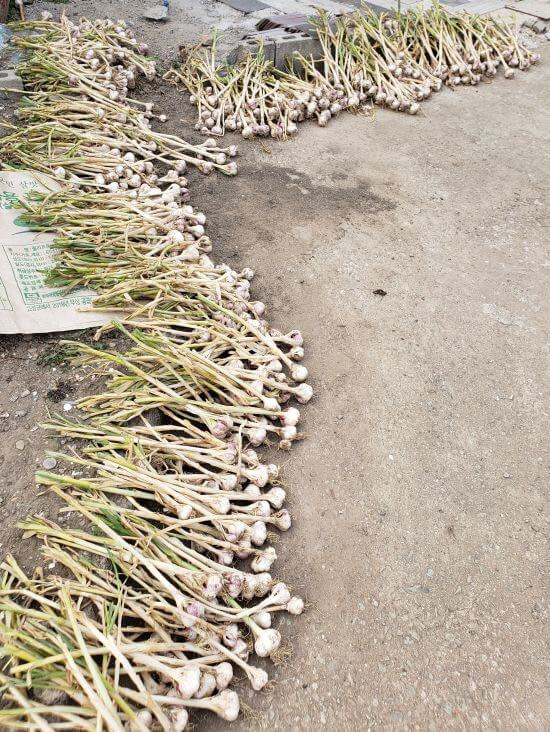 Garlic stalks and bulbs laid out to dry