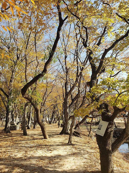 Colorful leaves in Jangsan Forest in autumn
