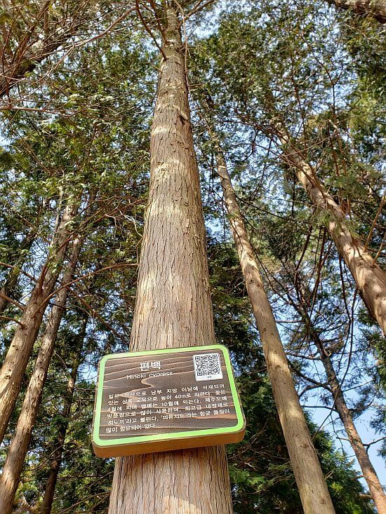 Look up at a Hinoki cypress tree