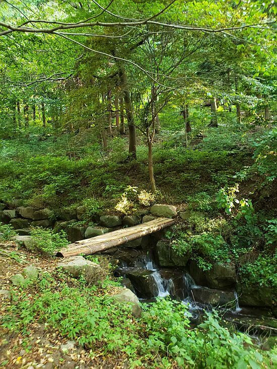 A log bridge over a stream surrounded by lush plants