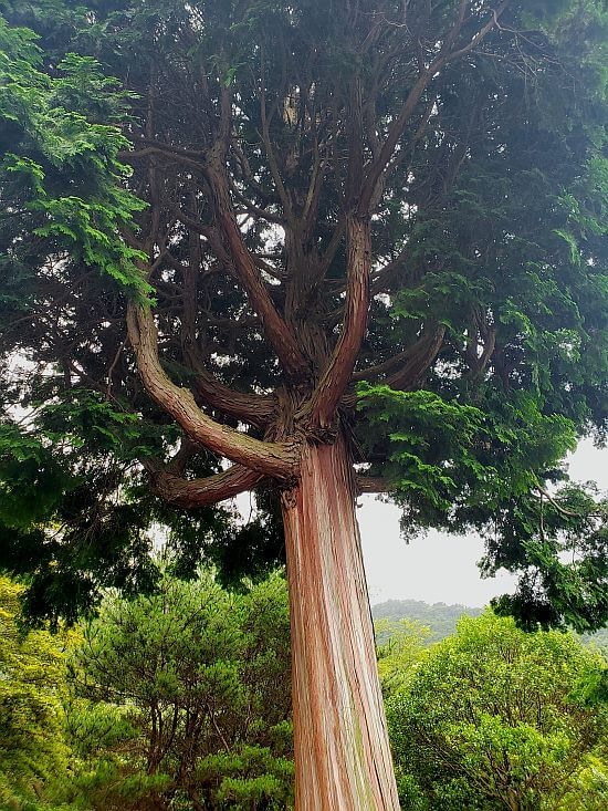 Close up of branches protruding from tree trunk