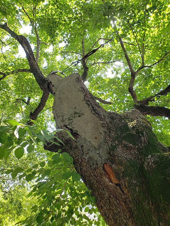 An old tree branched filled with cement or something and shackled with suspension cables