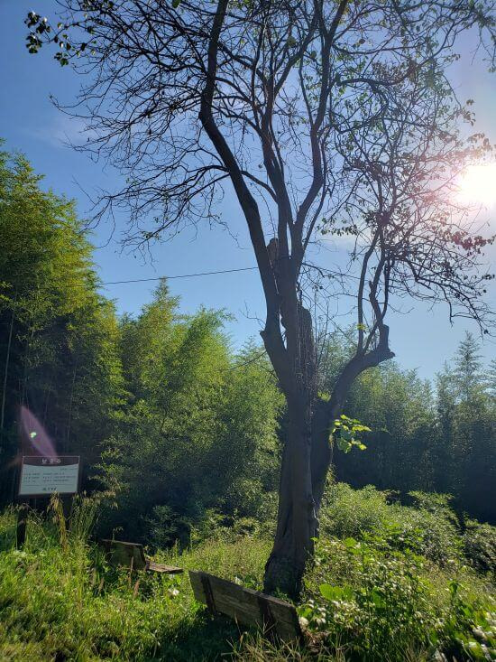 A quince tree in front of the sun next to benches