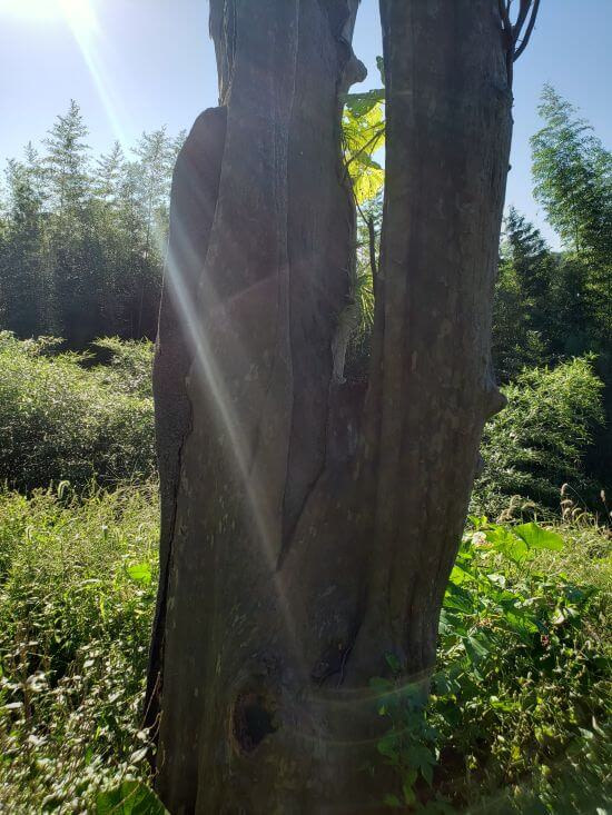 The trunk of a quince tree