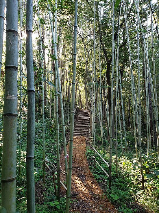 Sunlight shining through a healing bamboo forest with a path running through it