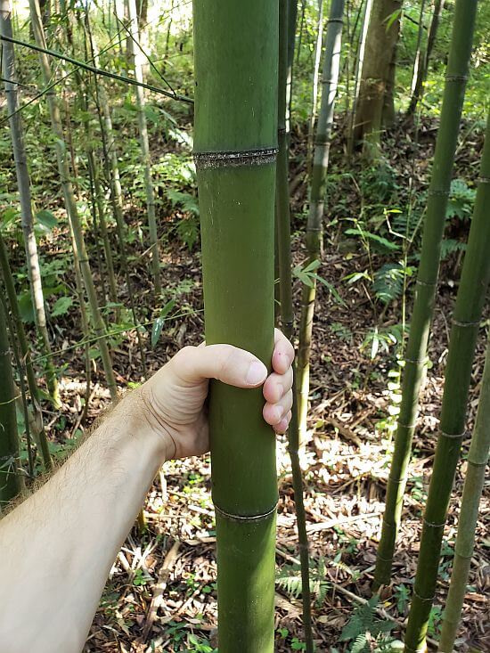 A hand grabbing a large stalk of bamboo
