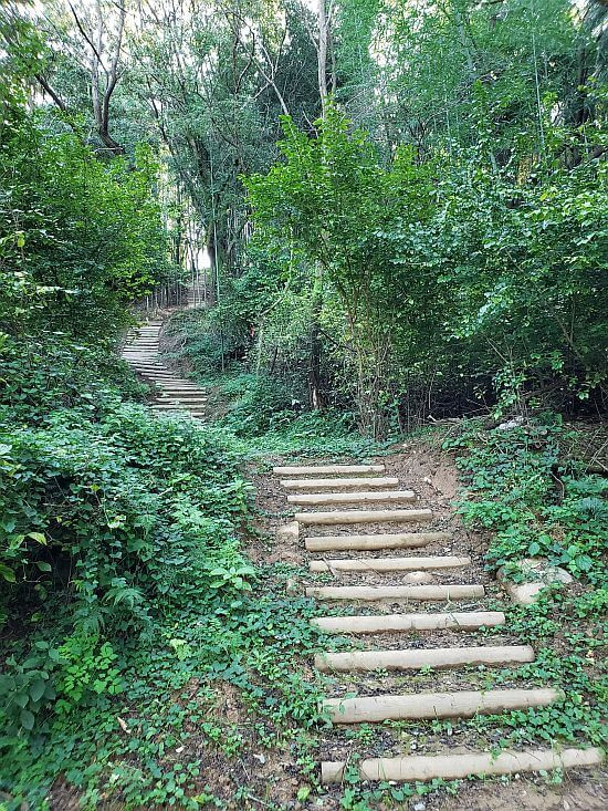 Many wooden logs used as steps up a small mountainside