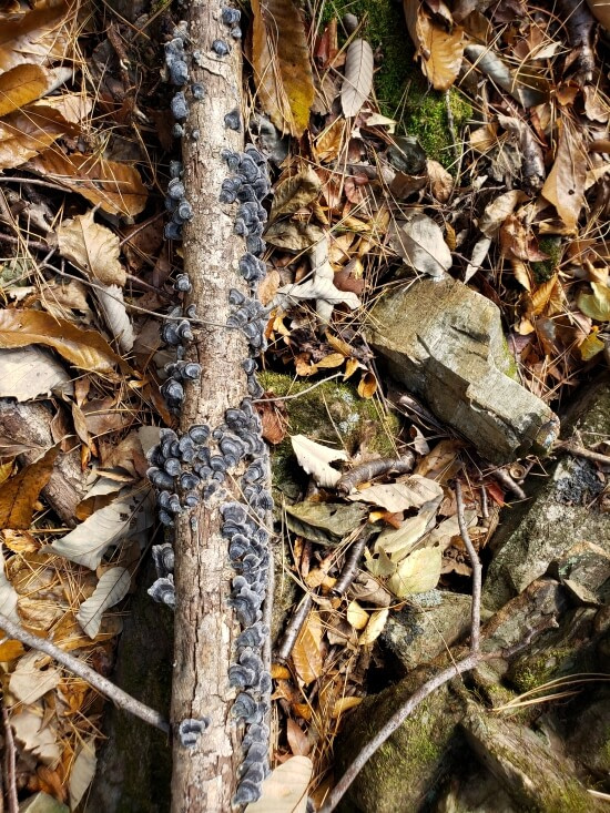 Black mushrooms growing on a stick on the forest floor