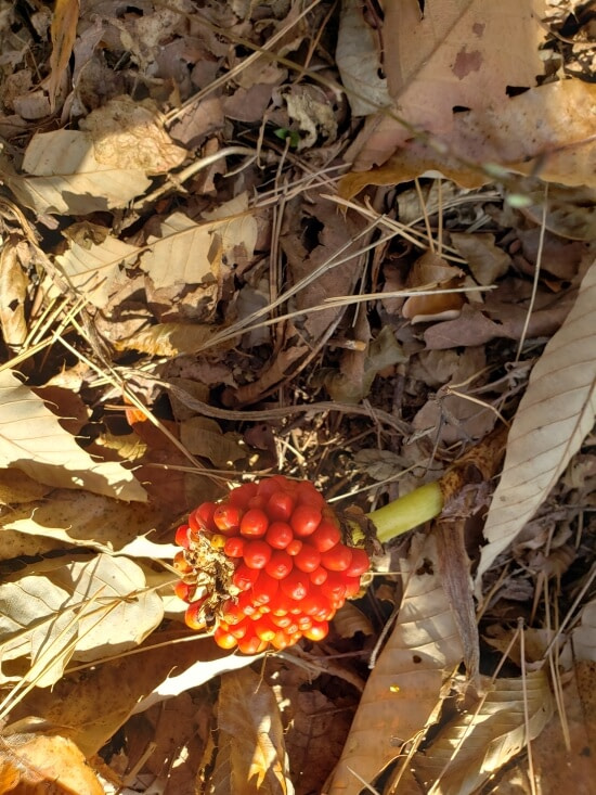 A cluster of red berries on the forest floor
