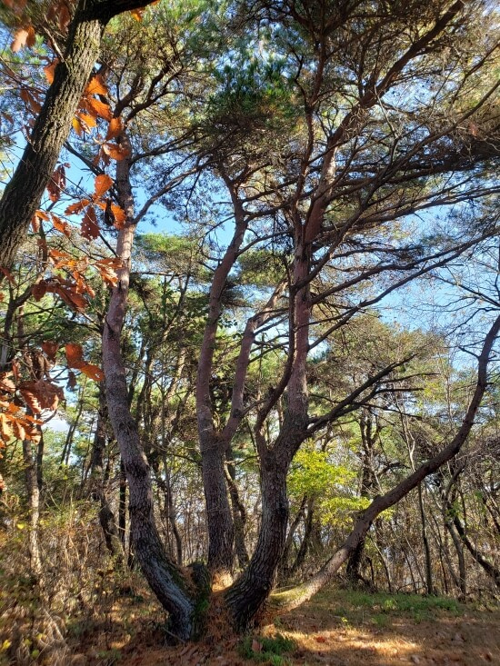 A conifer tree with multiple stumps at its base