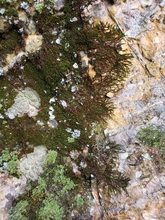 Different kinds of moss growing on a rock