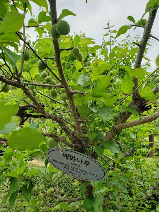 A plum tree growing in South Korea