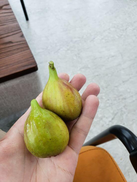 Two figs held in a hand