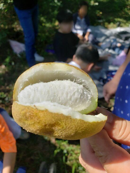 A pod split open with white fruit inside