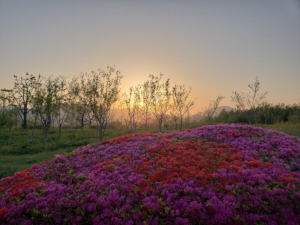 Purple and red flowering bush