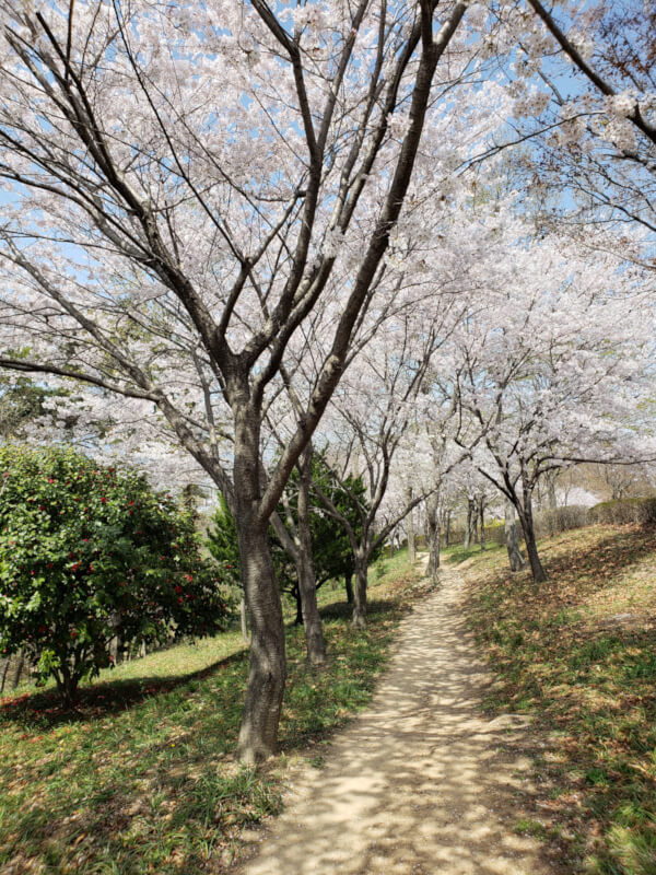 Footpath with cherry blossoms at Namsan Park