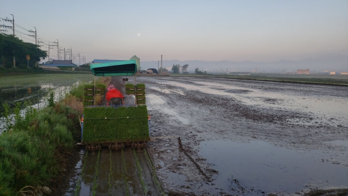The rice tractor starting down the first row along the edge of a muddy field under a fading moon at dawn