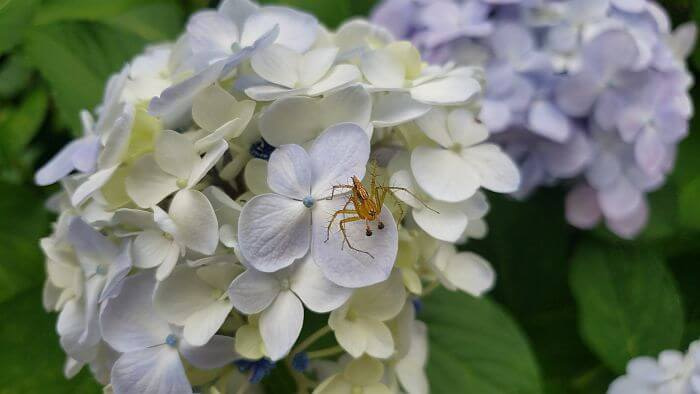 An orange spider on creamy blue hydrangea flowers