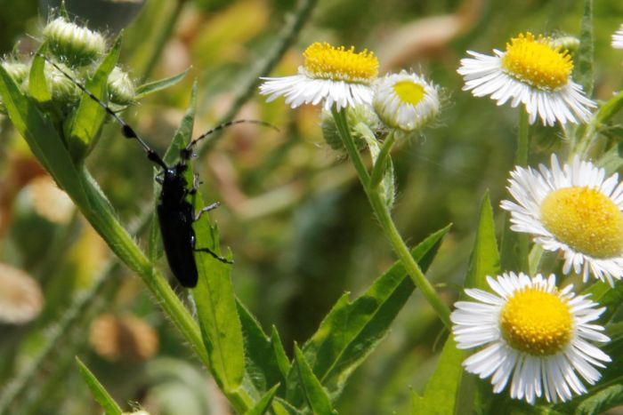 A black, fuzzy beetle among daisies