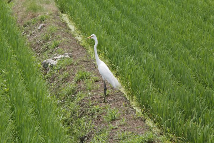A white egret standing between rice fields